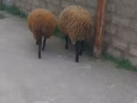 Qoç, Qoyunlar — foto 5