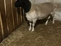 Ovce, Dorper sheep — foto 1
