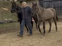 घोड़ा, Black Sea breed — फ़ोटो 8