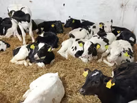 Bull, Holstein breed — photo 1
