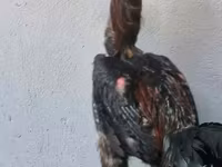Shamo chickens — foto 8