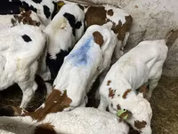 ثور, Simmental cattle — الصورة 2