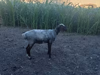 Qoç, Blackheaded Persian sheep — foto 3