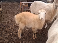 Ram, Sheep — photo 1