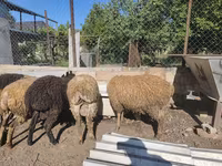 Ram, Sheep — photo 5