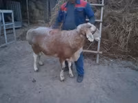 公羊, Sheep — 照片 2