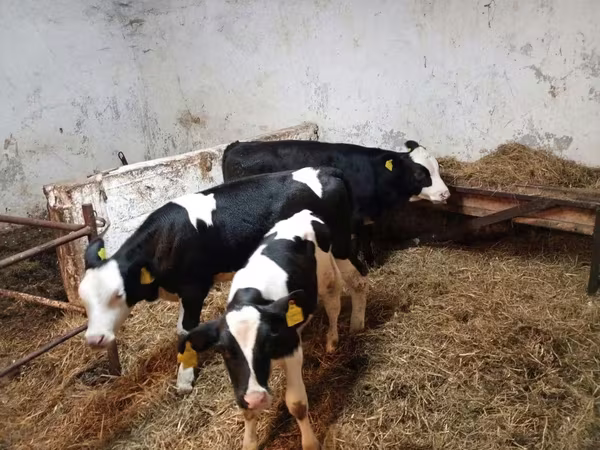 İnək, Russian Black pied cattle