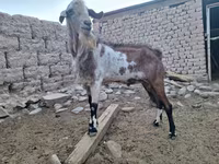 Dişi keçi, Nubian Goat — foto 3
