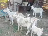 Goat, Dutch Landrace goats — photo 2