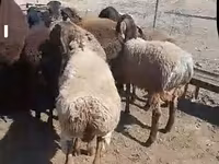 मेढ़ा, भेड़ — फ़ोटो 2