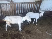 Goat, Goats — photo 3