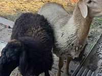 Widder, Hissar sheep — Foto 2