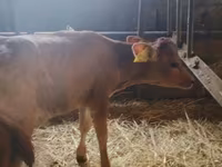 Cow, Holstein breed — photo 3