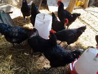 Chickens — photo 4
