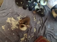 Ducks — foto 2