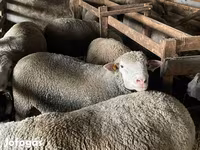 Beran, Ile-de-France sheep — foto 4