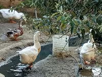 Geese — photo 3