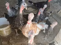 Turkeys — photo 1