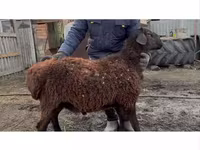 Baran, Hissar sheep — zdjęcie 2