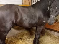 Cavalo, Friesian — foto 1