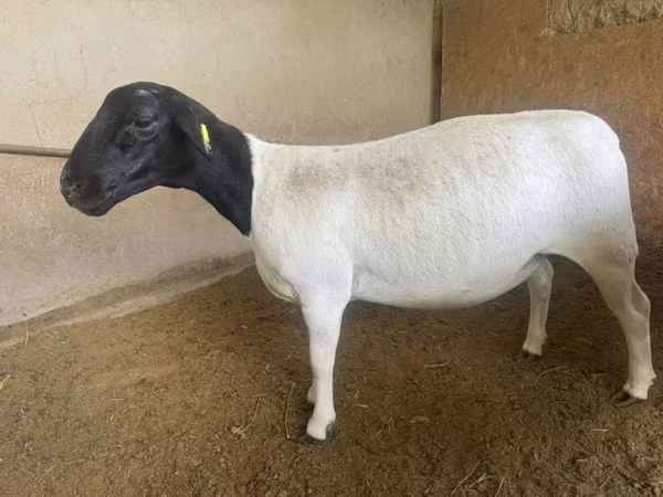 Qoyun, Dorper sheep