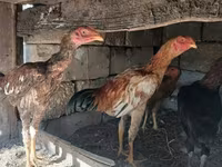 Chickens — photo 2