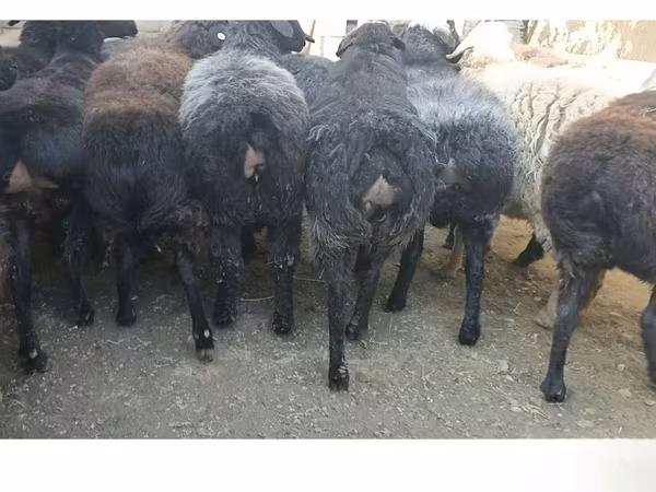 Owca, Hissar sheep