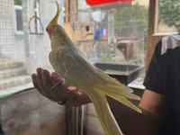 Watsap elaqe Növ: Nimfa (Cockatiel) – lutino rəng mutasiyası Rəng və — 照片 2