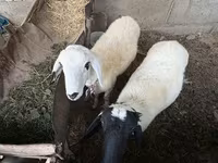 Qoç, Qoyunlar — foto 1