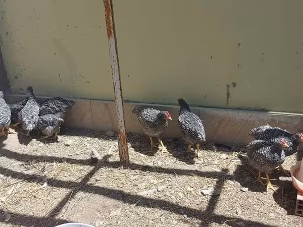 Chickens
