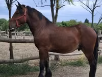 Kůň, Koně — foto 1
