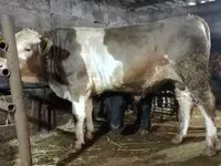 Bull, Simmental cattle — photo 1