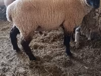 Cabras (lote, sexo não especificado), Cabras — foto 7