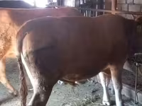 公牛, Cattle — 照片 5