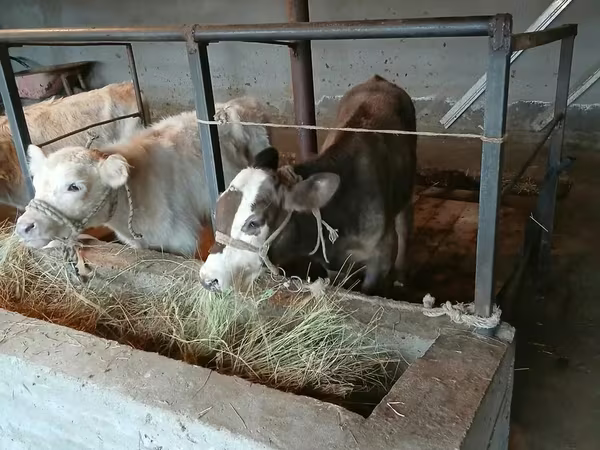 Бык, Коровы