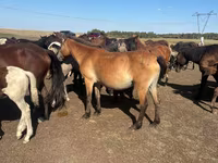 Toychoq, Horse breed — 1-rasm