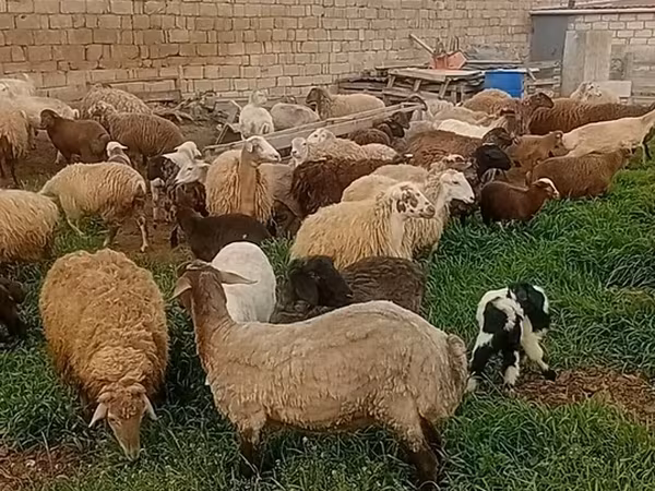 Sheep (batch, sex not specified), Sheep — Azerbaijan