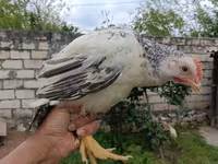 Adler Silver — foto 8