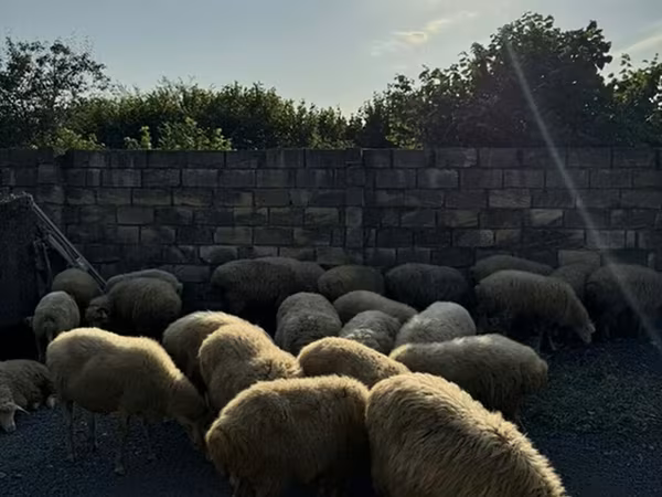 Sheep (batch, sex not specified), Sheep — Azerbaijan