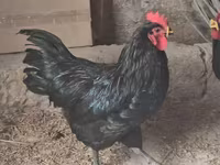 Australorp — foto 6