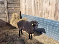 Widder, Hissar sheep — Foto 3