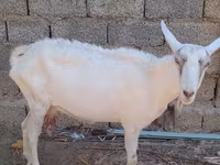 बकरी, Saanen goat — फ़ोटो 4