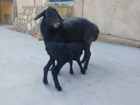 Sheep (batch, sex not specified), Sheep — photo 5
