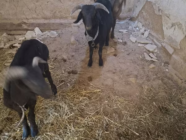 Goats (batch, sex not specified), Goats