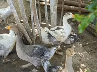 Geese — foto 3