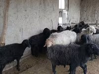 Owce (partia, płeć nieokreślona), Hissar sheep — zdjęcie 2