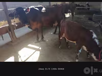 Cow, Simmental cattle — photo 1