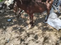 母山羊, Goats — 照片 3