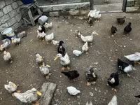 Ducks — foto 2