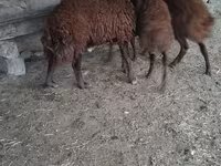 Qoç, Qoyunlar — foto 2